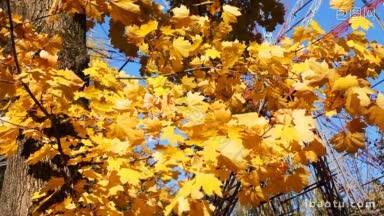 秋天的树与黄色摇曳的叶子和摩天轮后面的蓝天特写